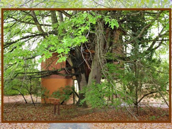 Sycamore Avenue Treehouses & Cottages Accommodation Windy Zimmer foto