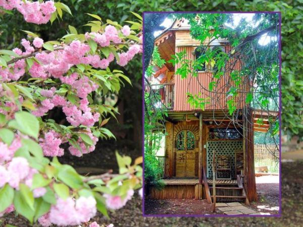 Sycamore Avenue Treehouses & Cottages Accommodation Windy Zimmer foto