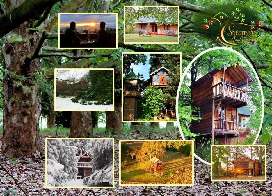 Sycamore Avenue Treehouses & Cottages Accommodation Windy Exterior foto